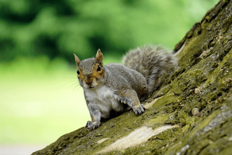 A squirrel on a tree; however, trying to get nuts from the ground.