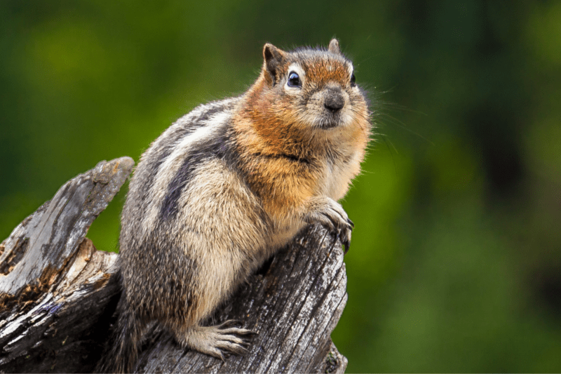 Squirrel wondering if you should put a comma before while meaning "at the same time."