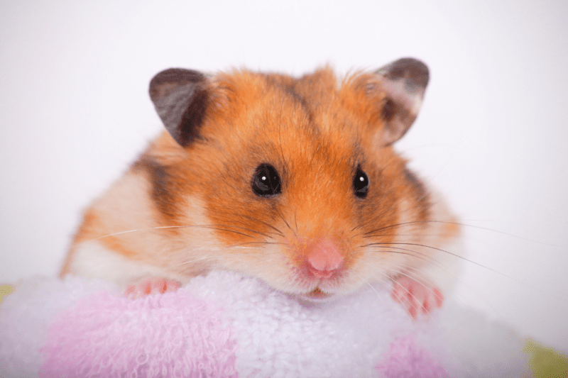 Fluffy hamster on a pink towel looking for food and wondering about commas with "if possible."