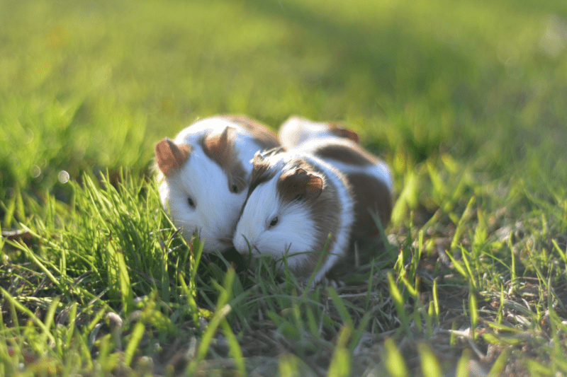 Two hamsters in a field fighting about using a comma before "if possible."