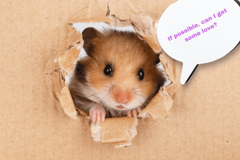 Hamster begging for food using a comma after "if possible."