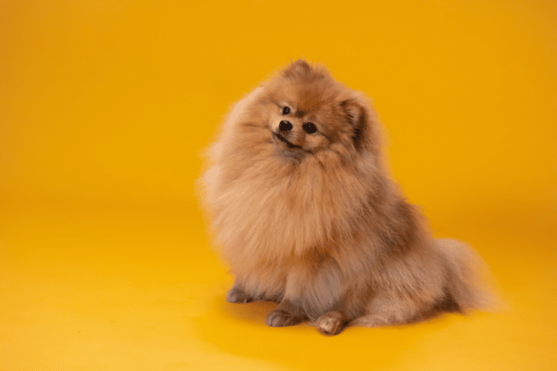 Fluffy little dog thinking about whether you put a comma after "finally" in a sentence.