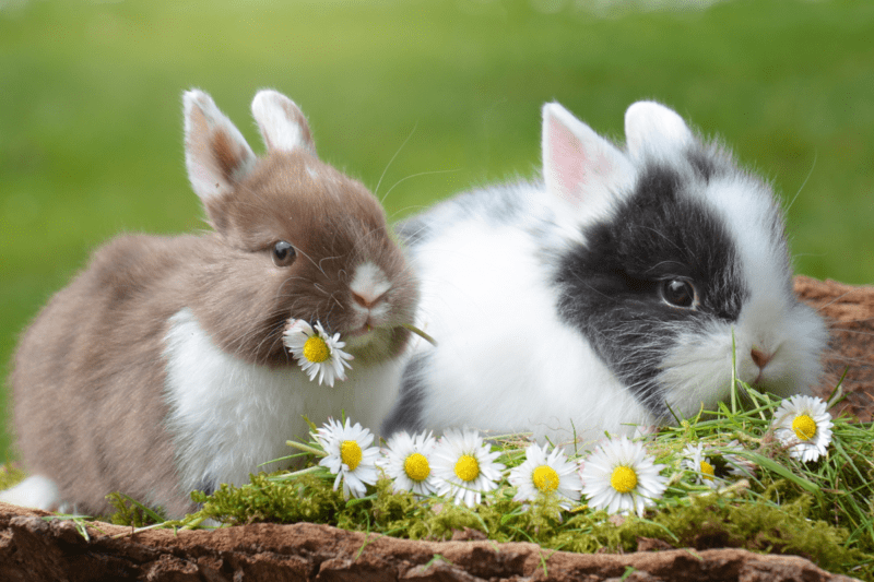 Rabbits next to a basket of flowers wondering about how to use "as a result" in a sentence.
