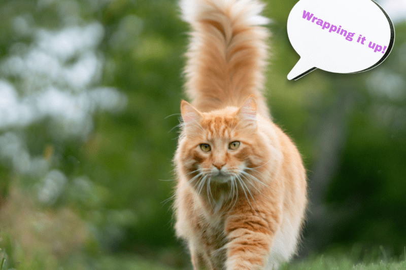Ginger cat walking in the field happy that he knows when to put a comma after "then" in a sentence.