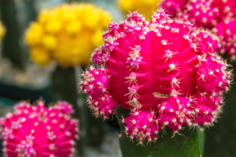 Barrel cactus with fuschia and yellow blooms