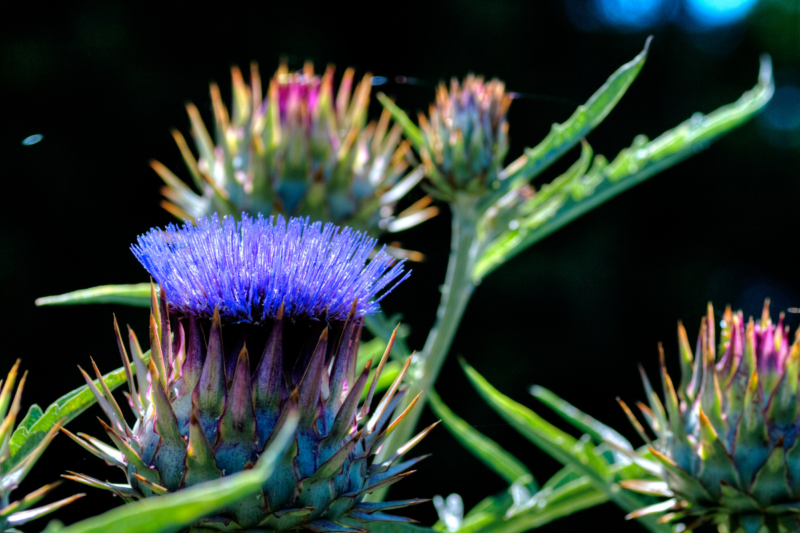 Close-up of a blue thistle