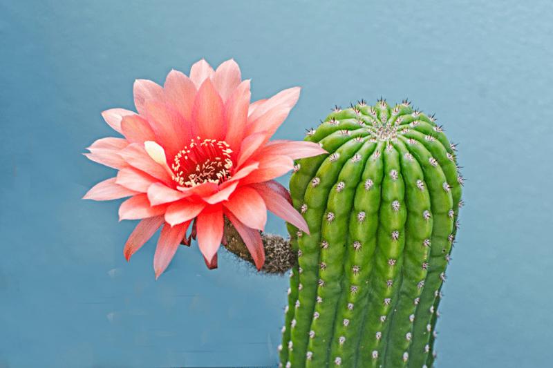 Cactus with a pink flower