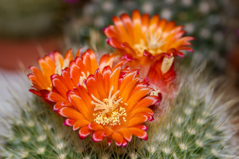 Cactus with four orange flowers