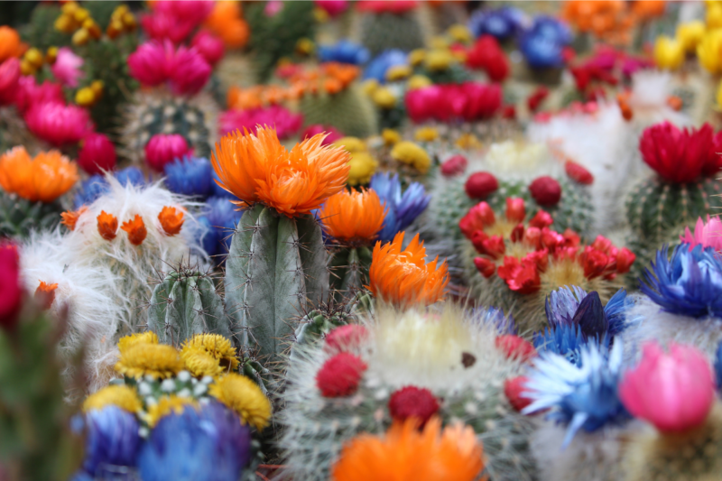 A carpet of flowering cacti with different color flowers