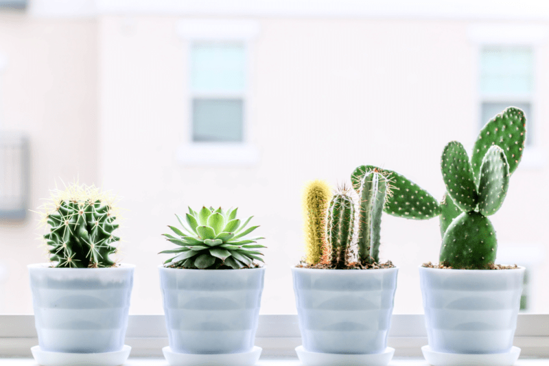 Four cactuses in individual white ceramic pots on a window sill