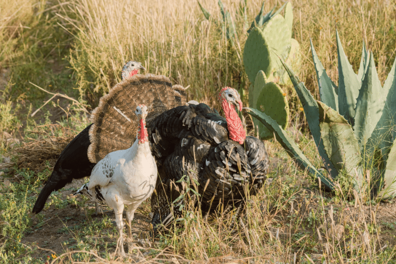 A black turkey and a white female turkey in near a cactus in high grass