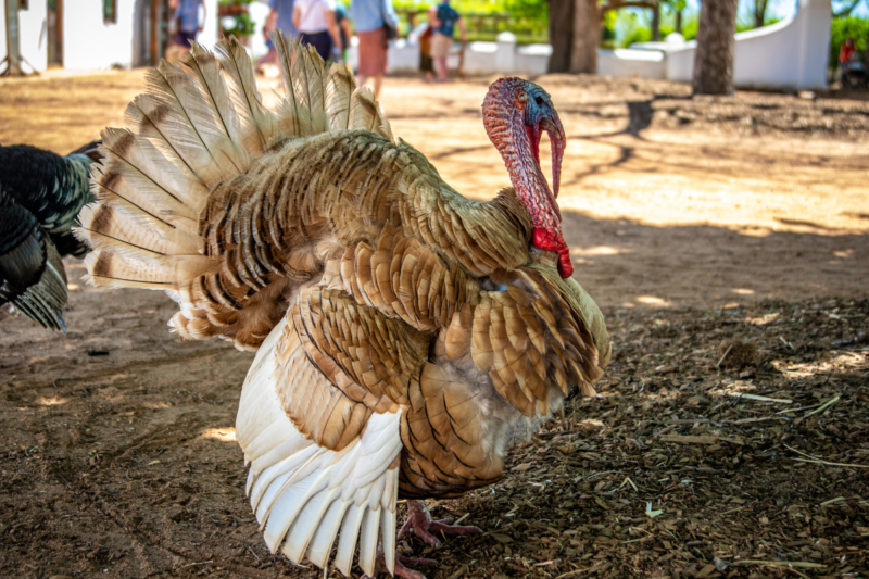A light brown turkey with his tail fanned out. He looks annoyed.