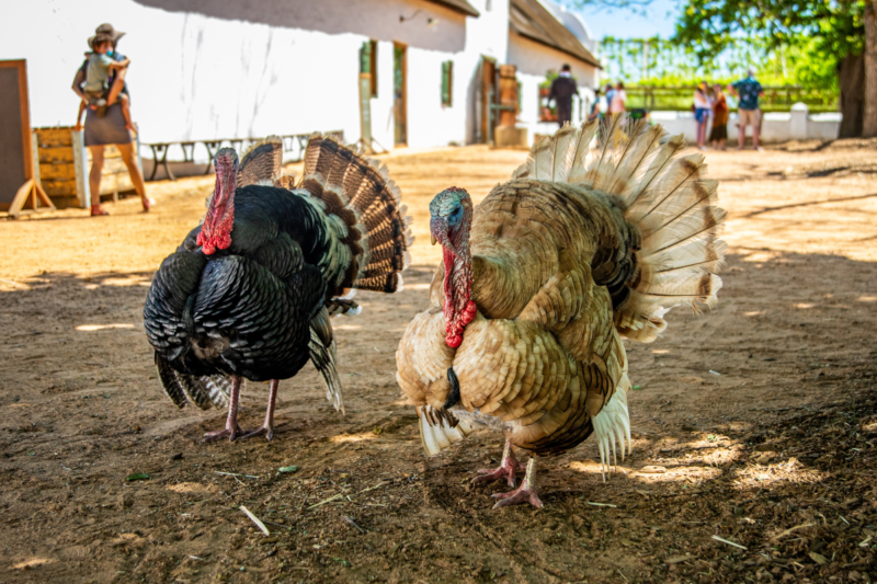 A black turkey and a light brown turkey on a dirt road