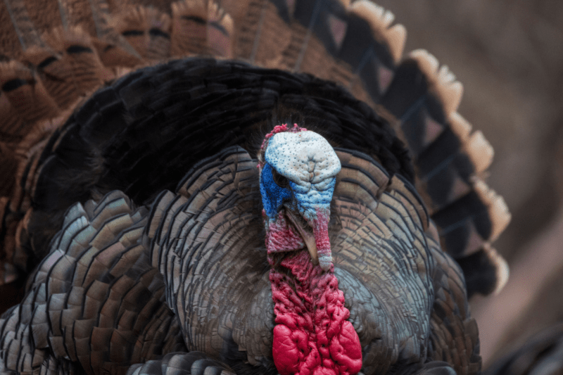 One black turkey with a very brightly colored head