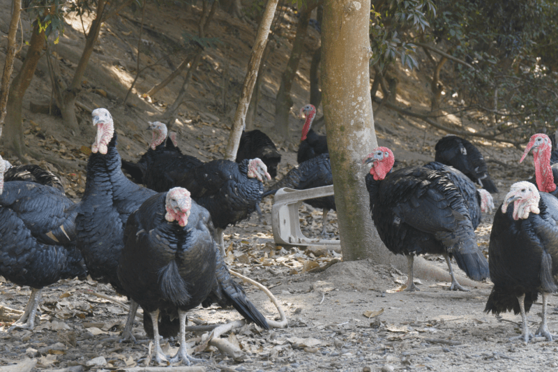A gang of turkeys near a tree.