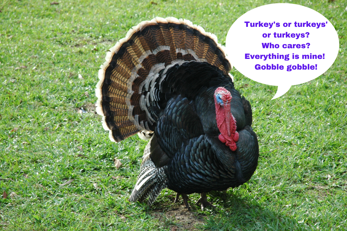 A big, fluffed up black turkey saying "Turkey's or turkeys' or turkeys? Who cares? Everything is mine! Gobble gobble!
