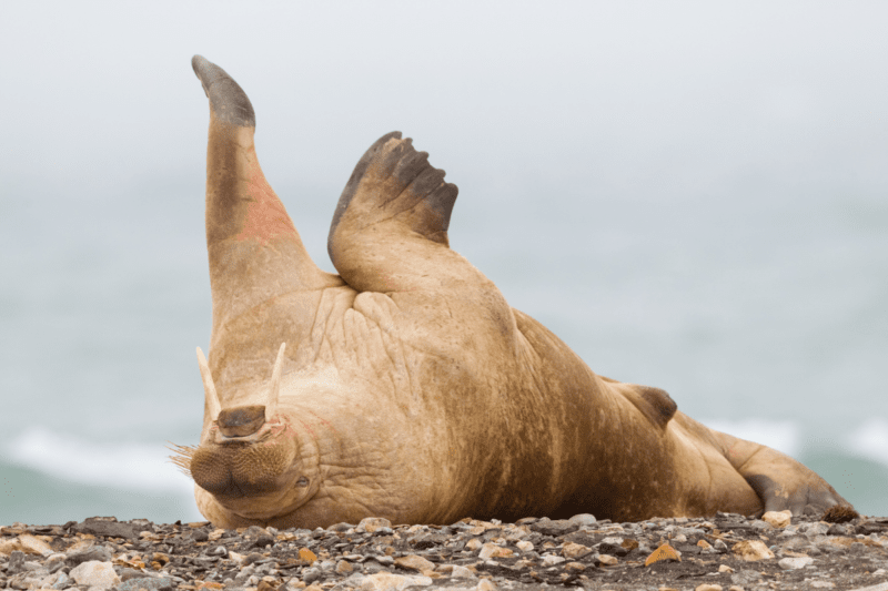 Walrus on its back with its flippers in the air.