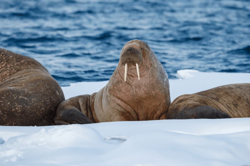 A walrus on a patch of ice flanked by two others.