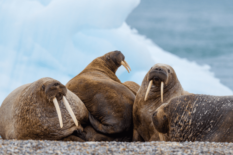 A huddle of walruses.