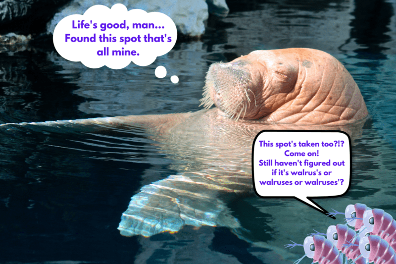 Walrus chilling in the water in the sun while cartoon krill complain and still wonder whether the possessive form of walrus is walrus's or walruses or walruses'.