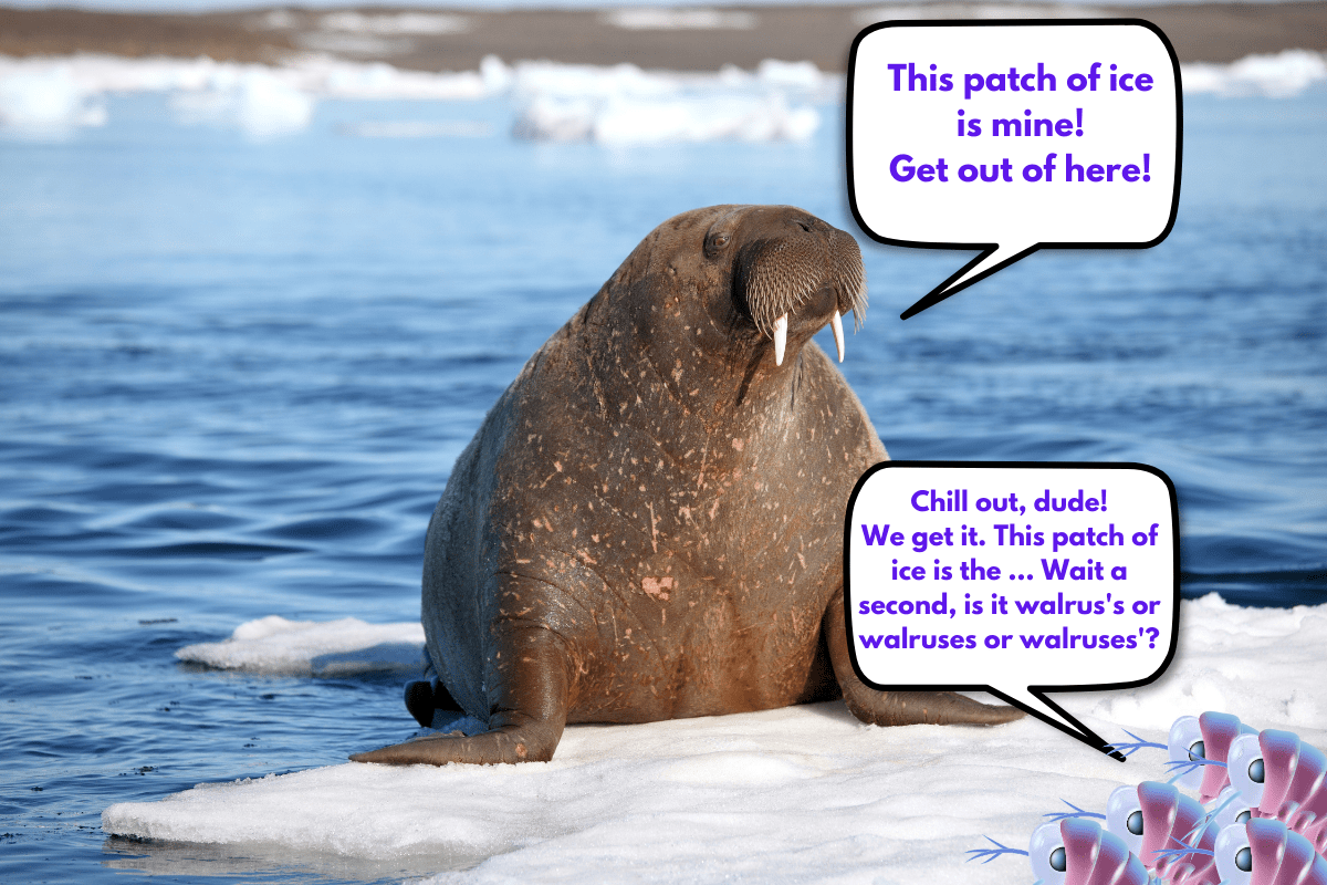 Walrus on a patch of ice declaring it his while cartoon krill complain and wonder whether the possessive form of walrus is walrus's or walruses' or walruses