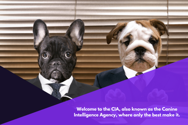 An English bulldog and a French bulldog in suits.