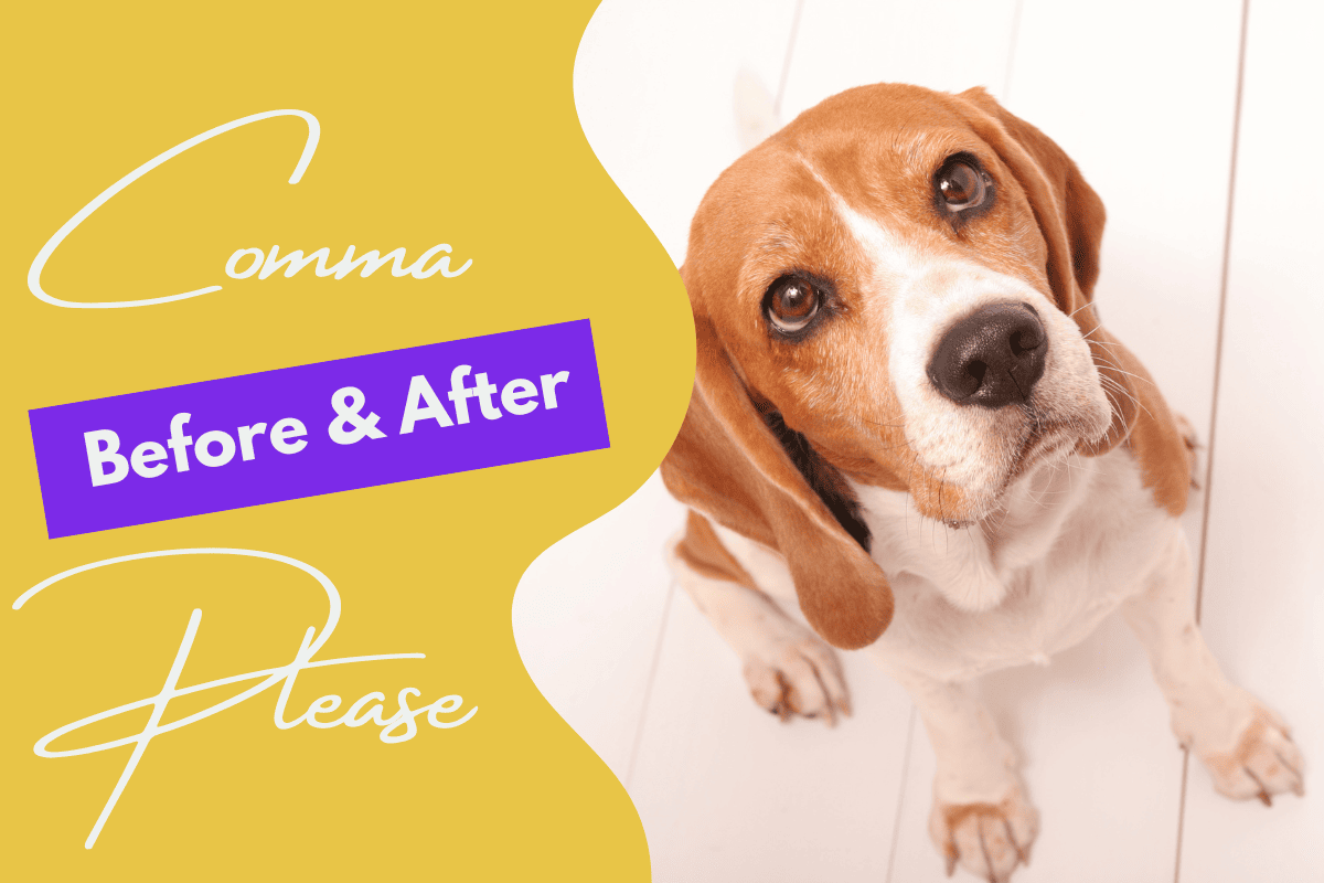 Comma before and after please: a dog begging